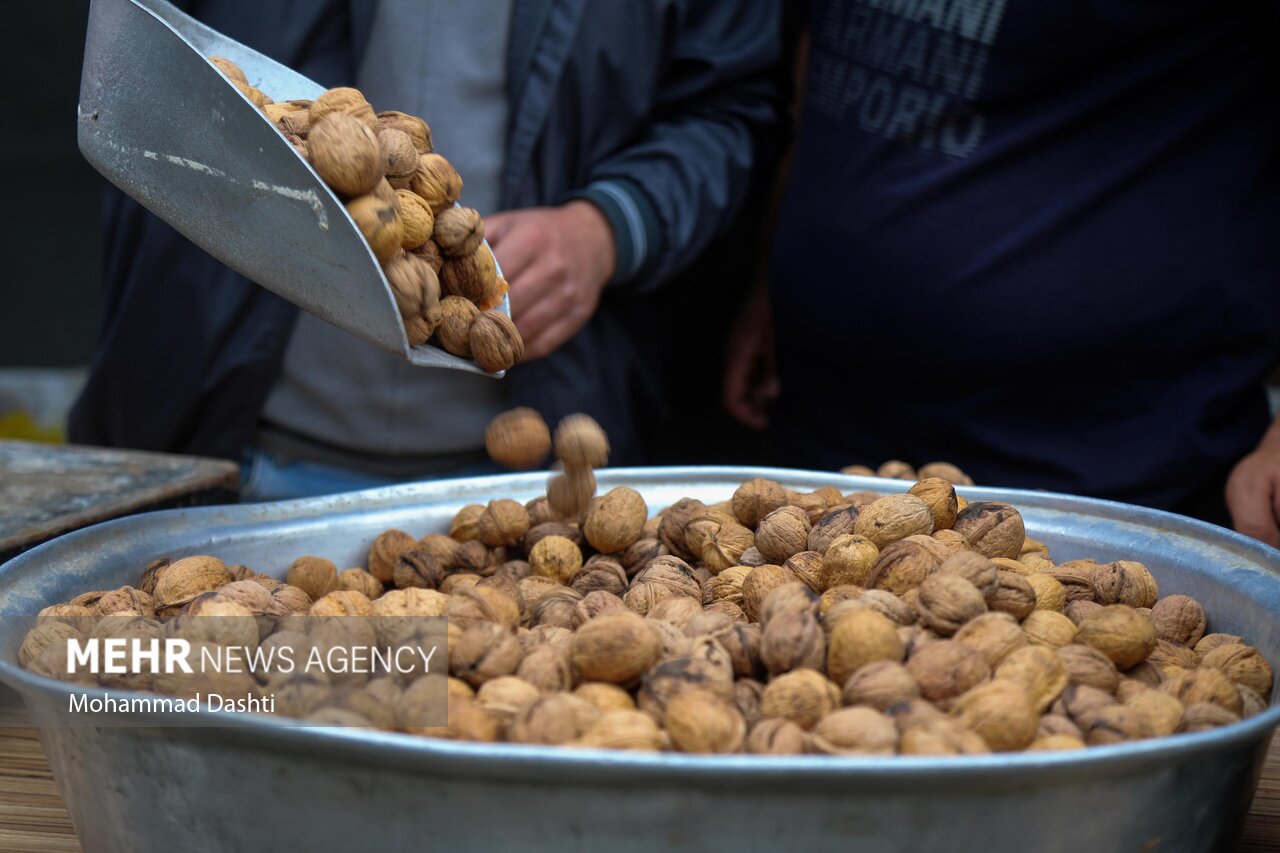 جشنواره گردو در کلور؛ نماد همبستگی اقوام و رونق گردشگری