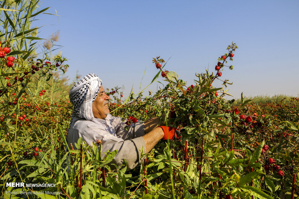آغاز برداشت چای ترش در دشت آزادگان