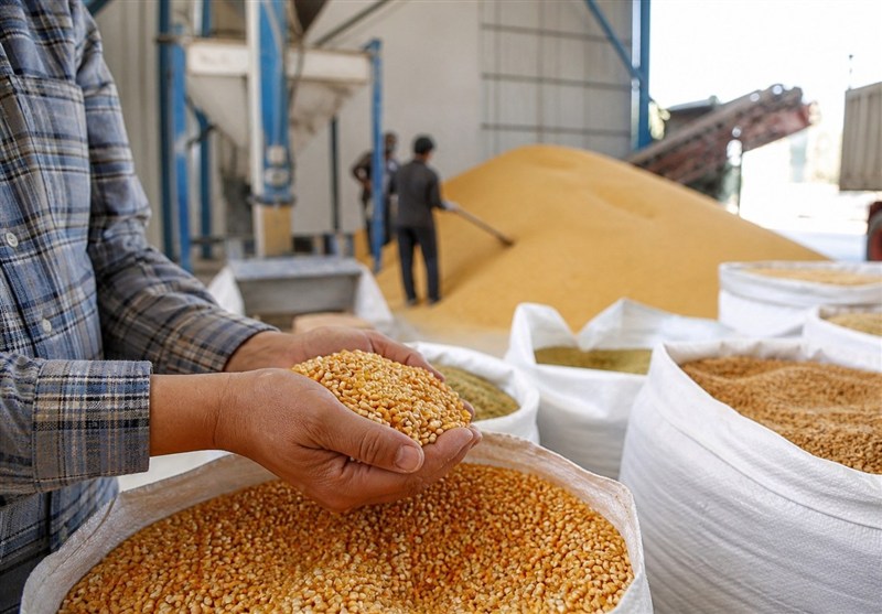 سرمایه در گردش واردکنندگان کالاهای اساسی تحت فشار قرار گرفت