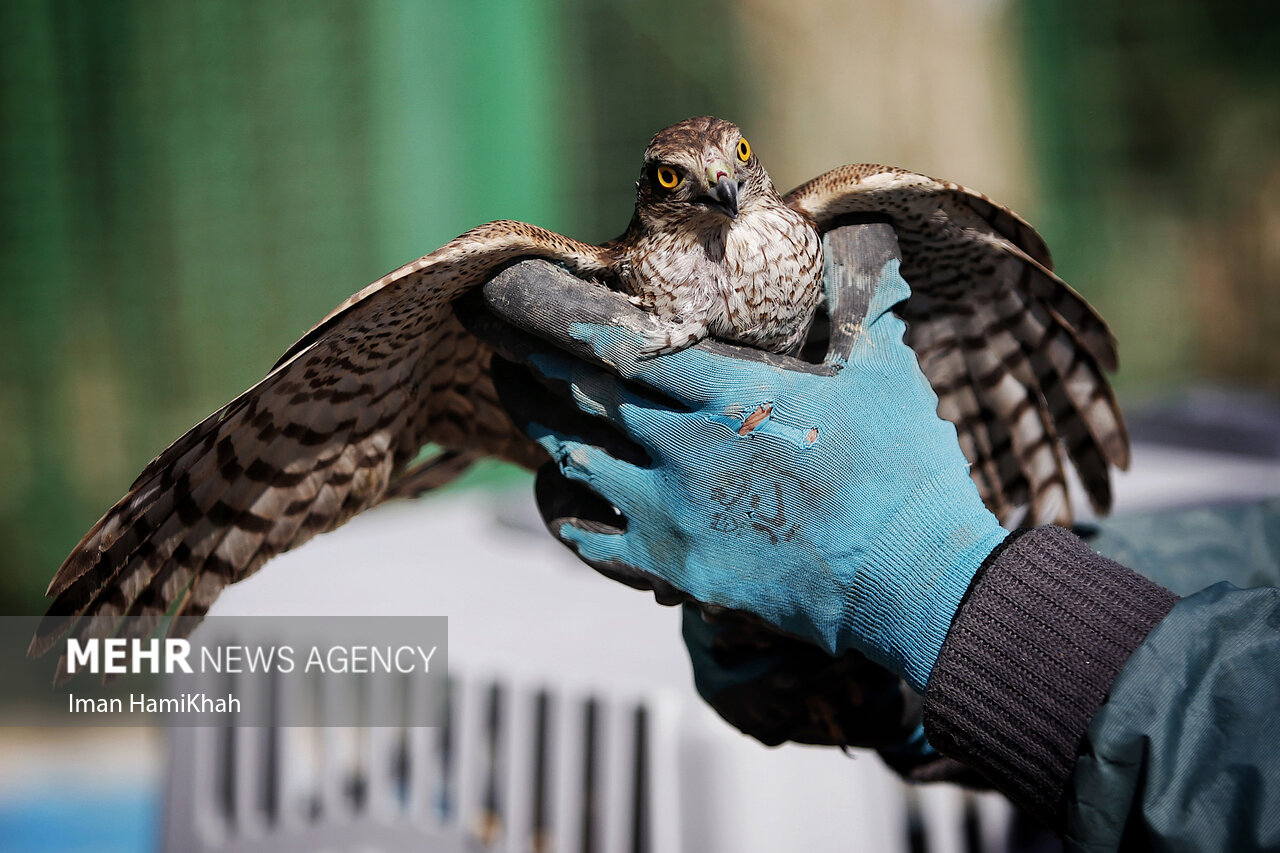 سه نفر از عوامل زنده‌گیری پرندگان وحشی در ارتفاعات دماوند دستگیر شدند