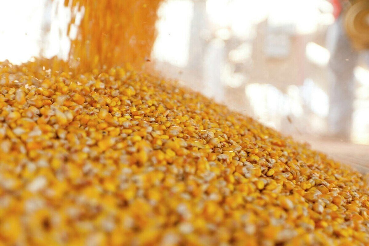 ۴ میلیون تن ذرت در انتظار ترخیص