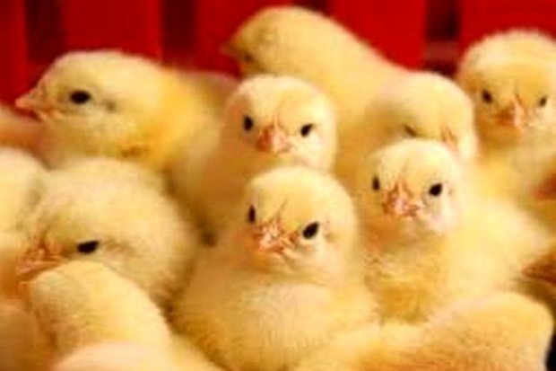 یک میلیون قطعه جوجه‌ریزی در ۲۲۰ مرغداری استان بوشهر انجام شد
