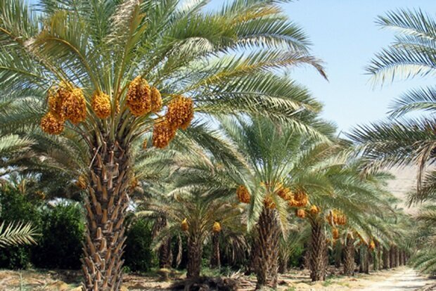احتمال پژمردگی خوشه و ترشیدگی میوه خرما در استان بوشهر