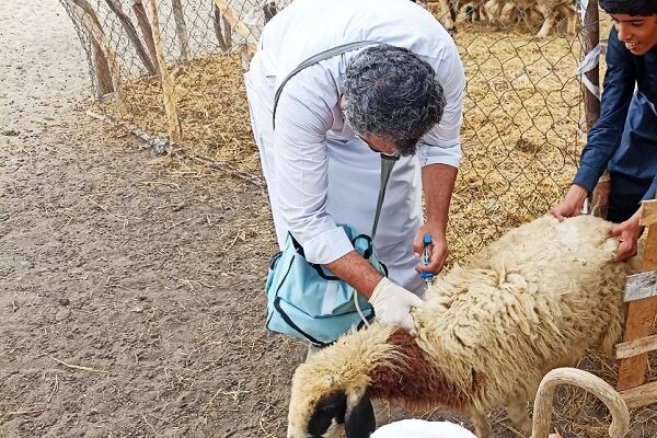 مازندران رتبه اول واکسیناسیون دام را در کشور دارد