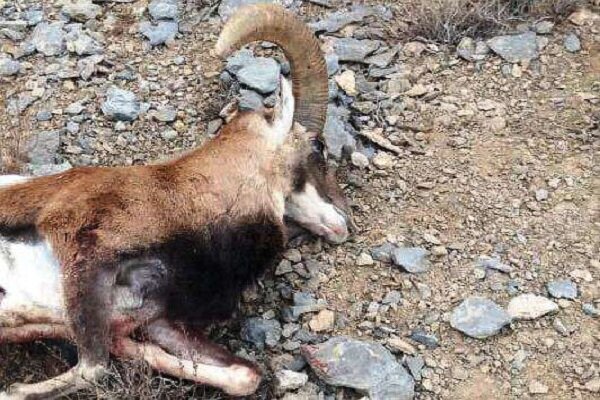 یک رأس قوچ وحشی در حاجی‌آباد کشف و ضبط شد
