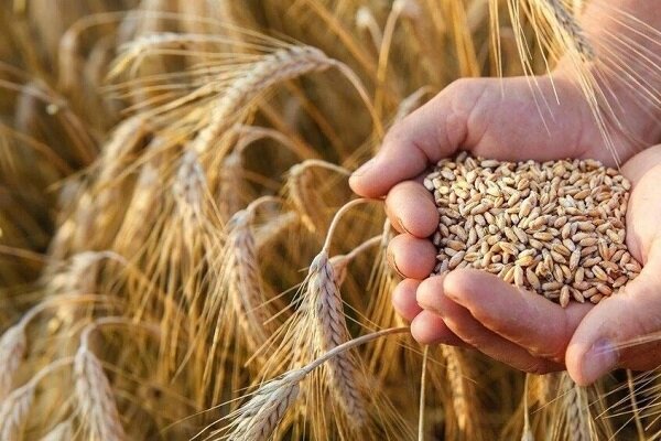 خرید و فروش گندم خارج از شبکه رسمی توزیع، پیگرد قانونی دارد