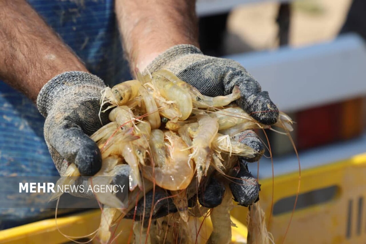 مدیرکل دامپزشکی استان بوشهر: 30 هزار تن میگو در استان بوشهر برداشت شد.