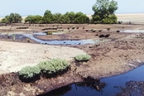 ورود لکه‌های نفتی به محدوده جنگل‌های حرا در روستای نقاشه شهرستان قشم