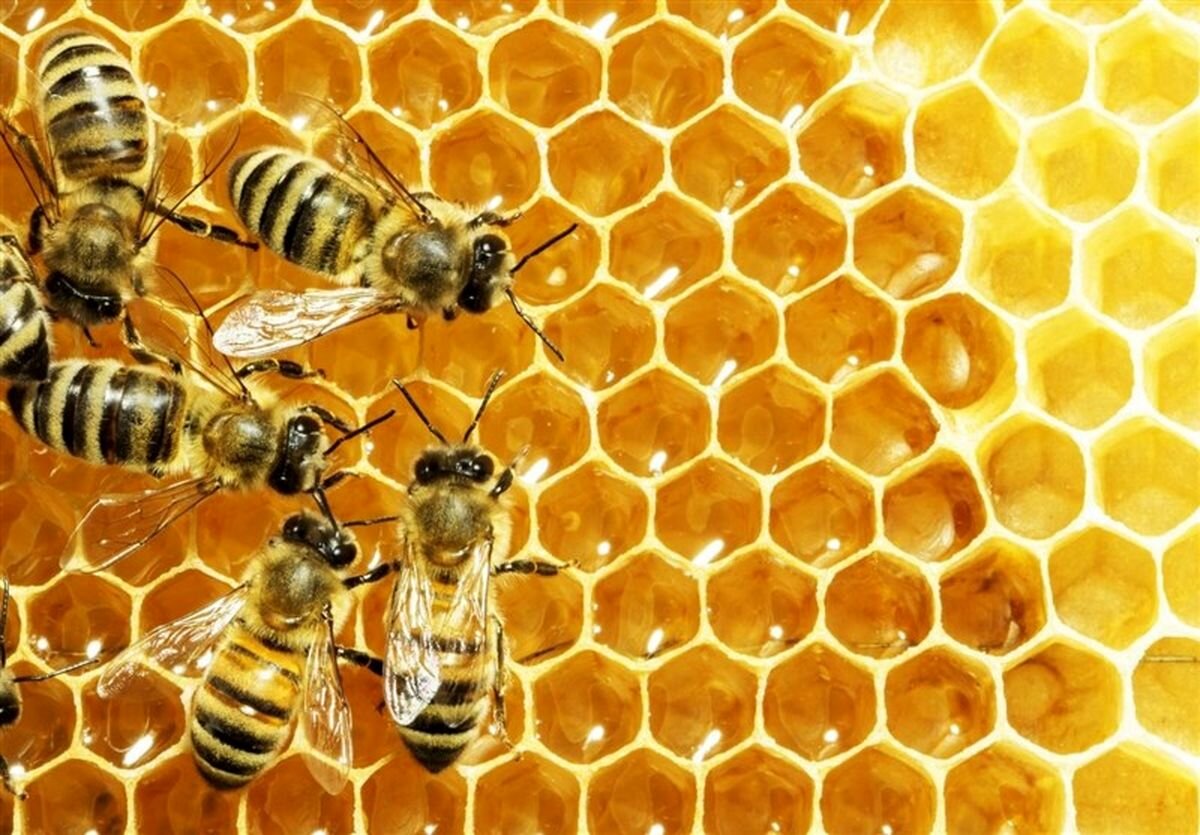 یک سوم غذای انسان ناشی از فعالیت حشرات گردافشان است