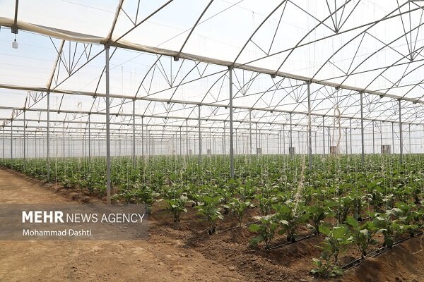 بهره برداری از 62 طرح بخش کشاورزی در استان بوشهر