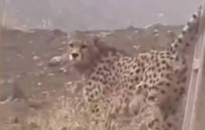 شهرخبر - ثبت تصاویر قلاده یوزپلنگ آسیایی در پارک ملی توران