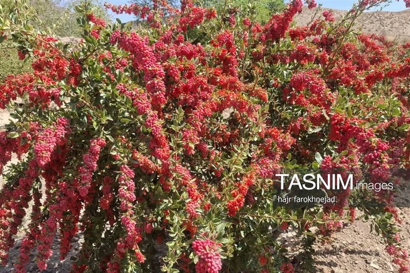 آرین‌شهر آماده جشن زرشک؛ آیین شکرگزاری برداشت 30 مهر برگزار می‌شود