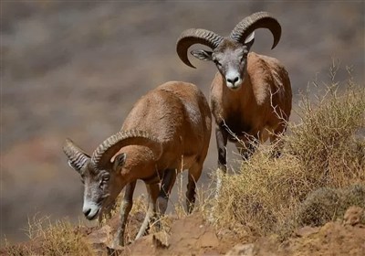 تشدید  برخورد قاطع با متخلفان حوزه حیات‌ وحش در خراسان جنوبی