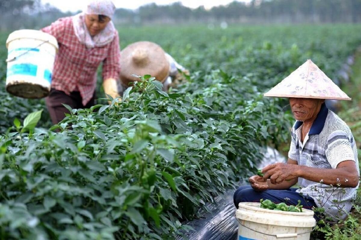  چالش‌های منابع پایه در کشاورزی چین