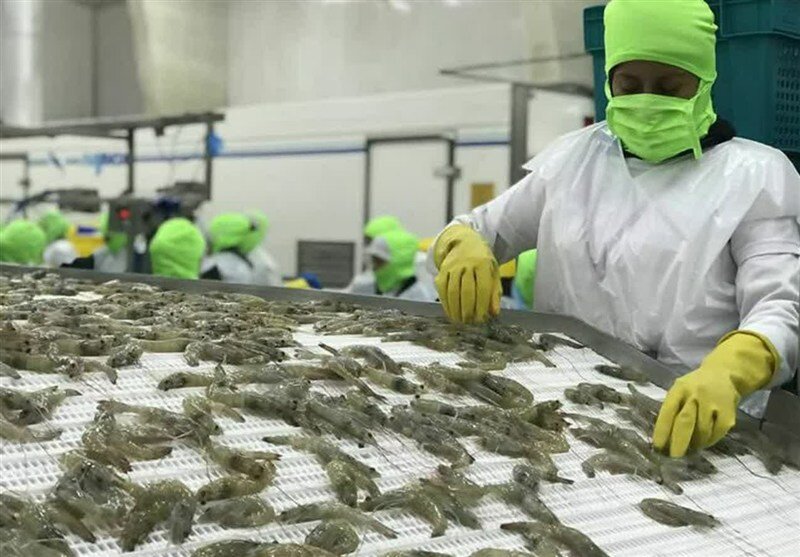 اصلاح نژاد و بانک ژن اولویت حوزه شیلات کشور