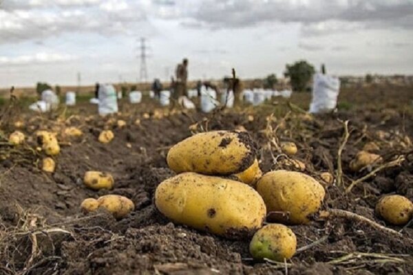 اهدای بیش از ۶ تن محصولات کشاورزی و غذایی به جبهه مقاومت در رودان
