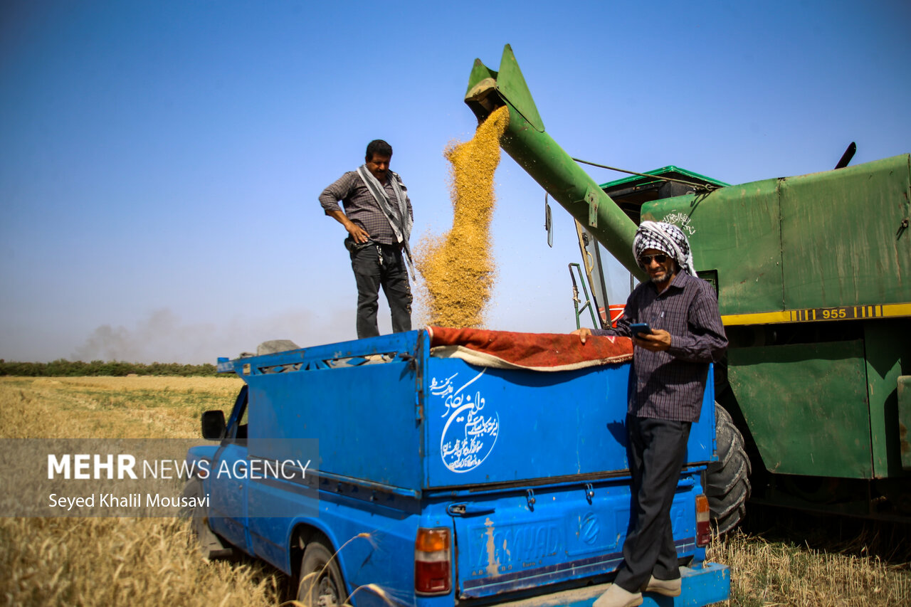 جعفری: ذخایر گندم در مازندران امن و مطمئن است