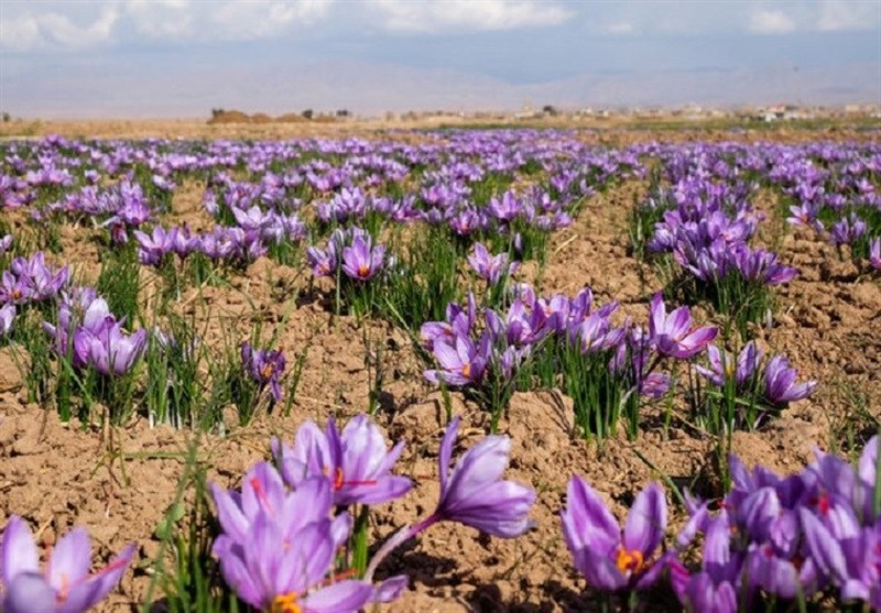 نخستین تامین مالی زعفران از بورس کالا انجام شد