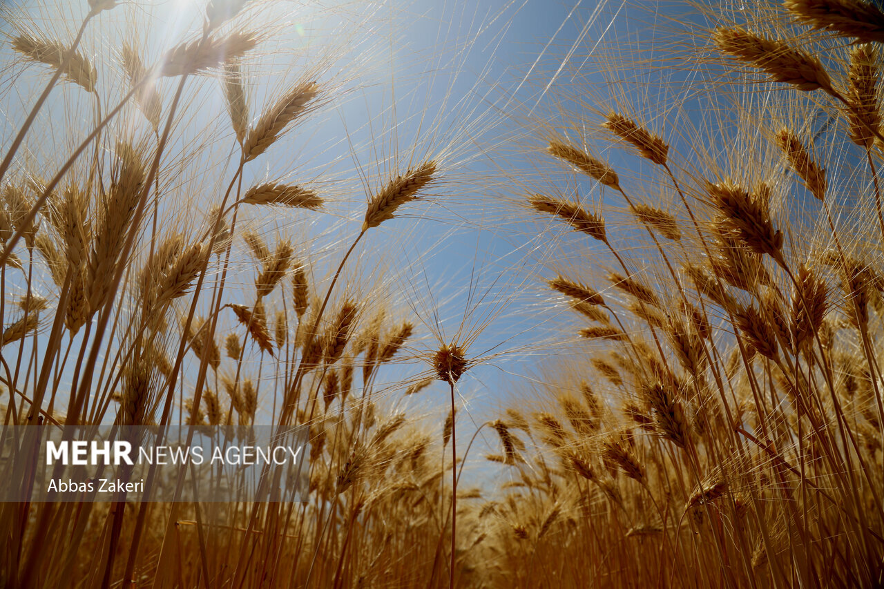 خوزستان برای آغاز بزرگترین عملیات برداشت گندم در کشور آماده شده‌است